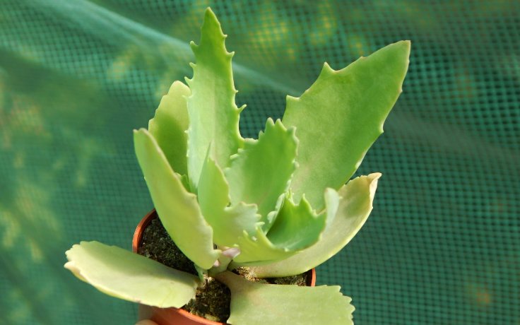 Kalanchoe longiflora houseplant
