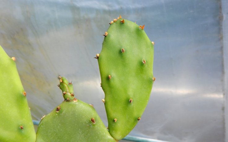Opuntia orbiculata - kaktusy a sukulenty