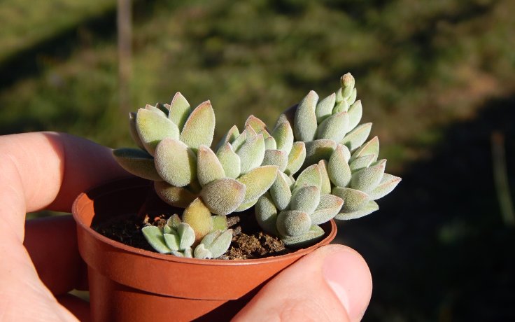 Crassula lanuginosa ssp. pachystemon tlustice