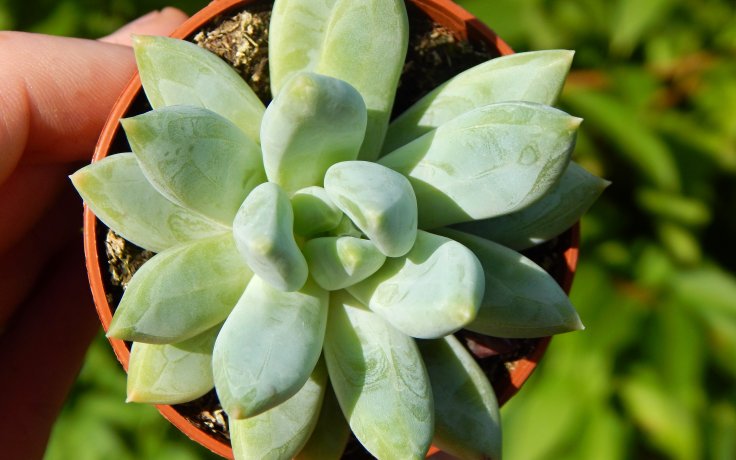 Echeveria hookeri Lime - sukulent