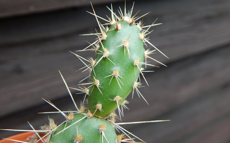 Opuntia erinacea var. columbiana - cactus frost hardy
