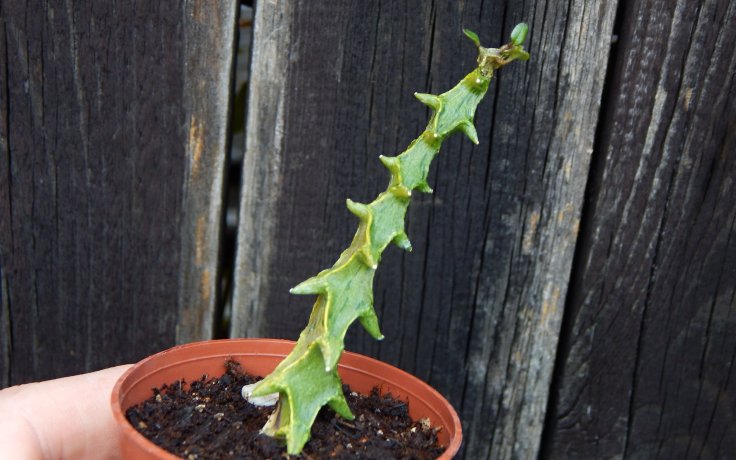 Ceropegia simoneae - kaktusy na prodej