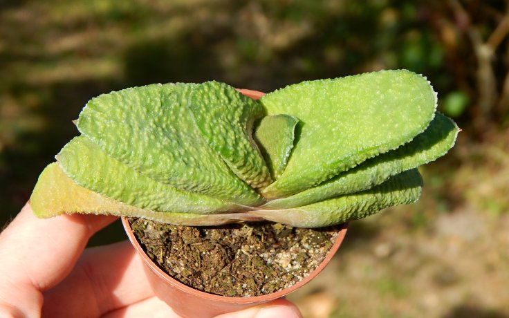 Gasteria nitida var. armstrongii
