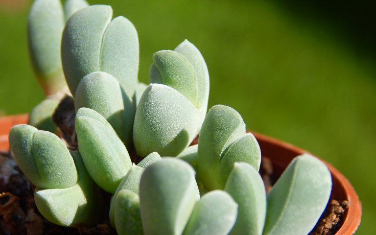 Cheiridopsis purpurea - sukulenty