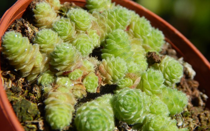 Sedum humifusum - small spure succulents