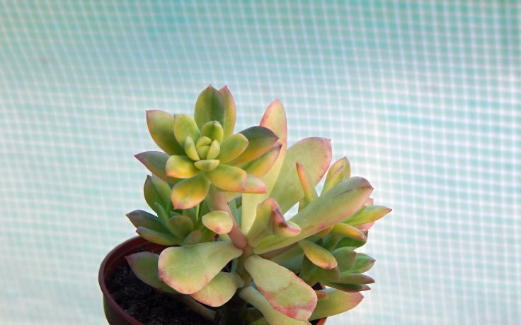 Echeveria Minibele Sunny