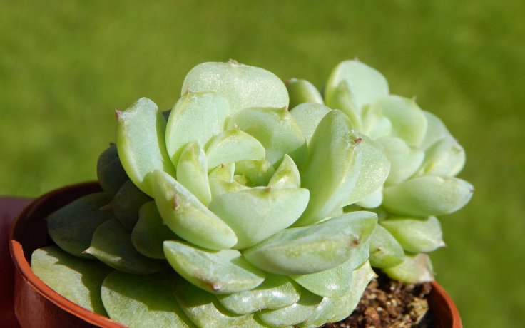 Echeveria Red Velvet sukulenty
