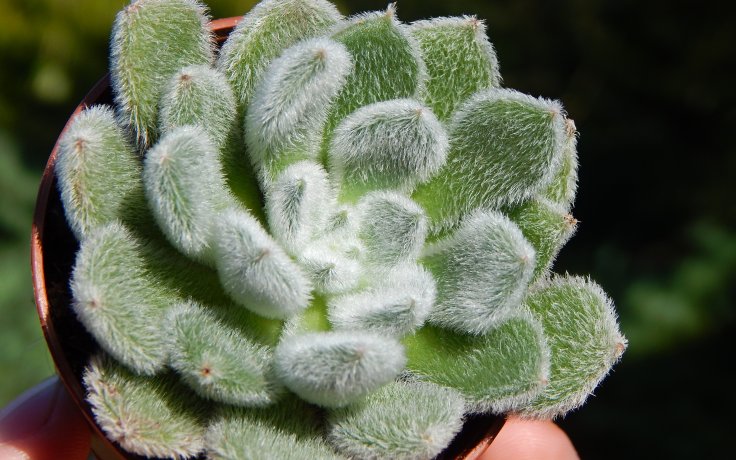 Echeveria Bombycina pokojová rostlina