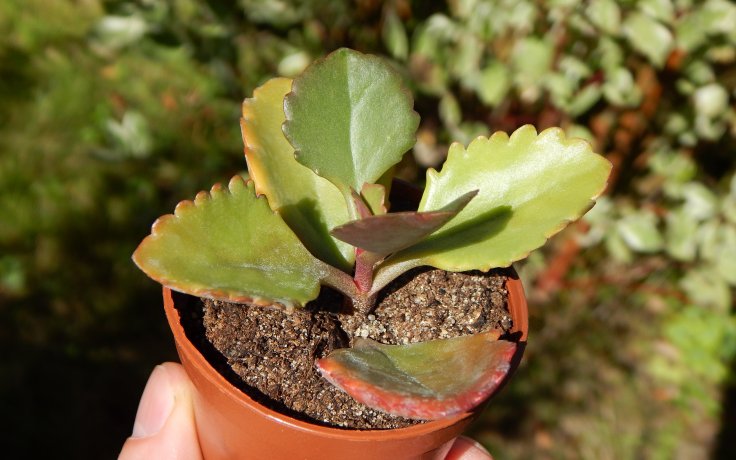 Kalanchoe Rubinea sukulenty samek