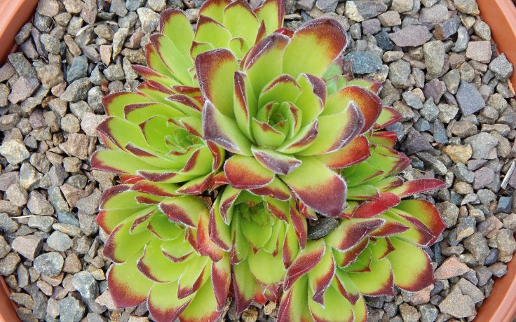 Jovibarba heuffelii Henry Correvon