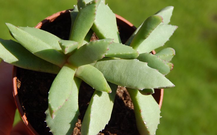 Carruanthus peersii - sukulent a kaktusy