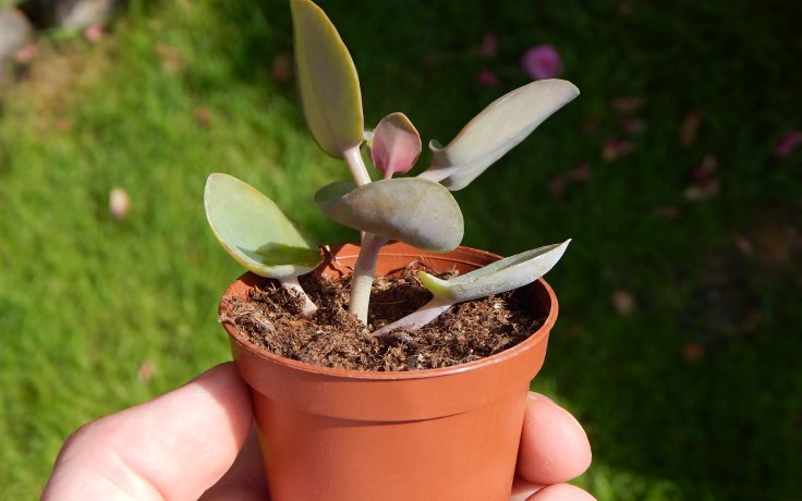 Kalanchoe nyikae - sukulenty