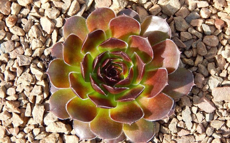 Jovibarba heuffelii Red Hero - skalnička