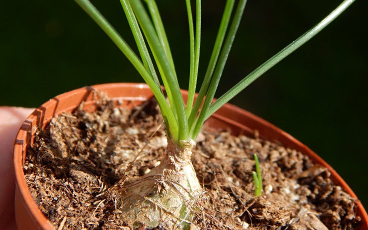 Albuca polyphylla