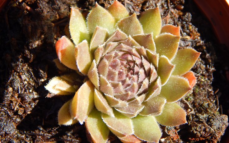 Sempervivum Flasher
