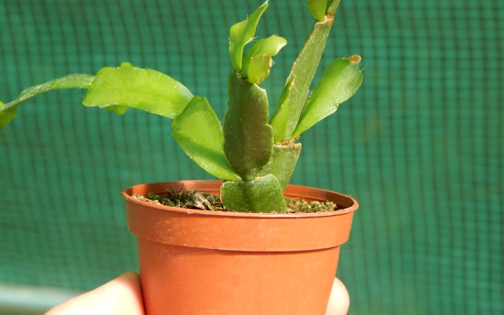 Schlumbergera × buckleyi kaktusy