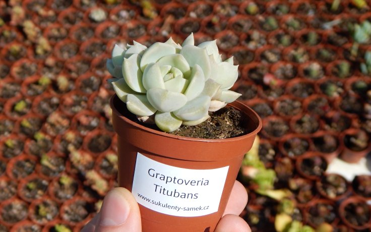 Graptoveria Titubans kaktusy