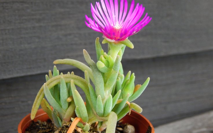 Delosperma Kraftwerk (Květuschopná skalnička)