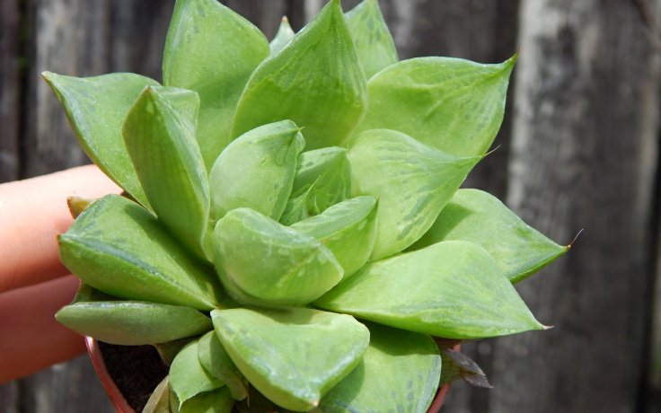 Haworthia cuspidata