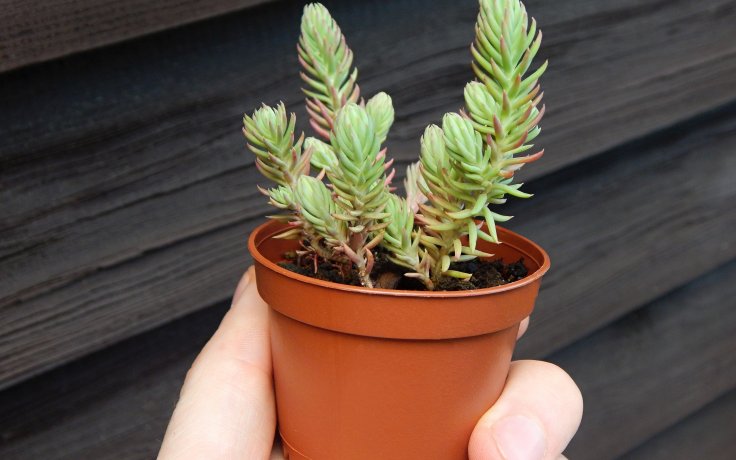 Sedum montanum (mrazuvzdorné)