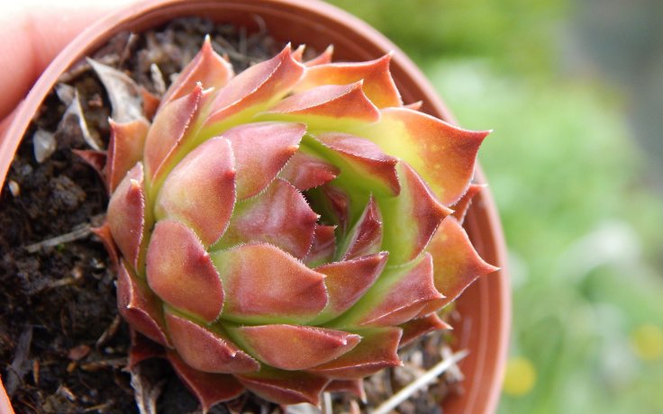 Sempervivum Meriadoc