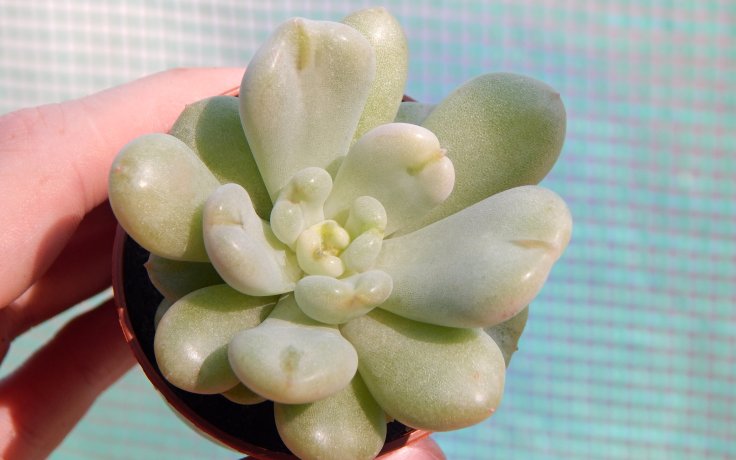 Echeveria Bill Gates pokojový sukulent