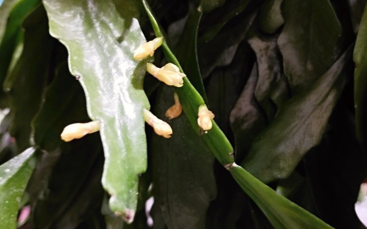 Rhipsalis crispata - flowering