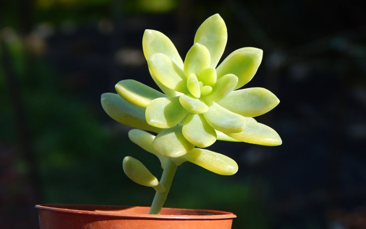 Sedum Alice Evans variegata
