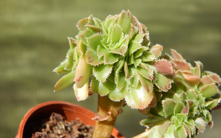 Aeonium arboreum cristata plochý kmínek