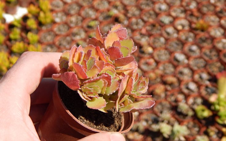 Kalanchoe pumila Red červený sukulent