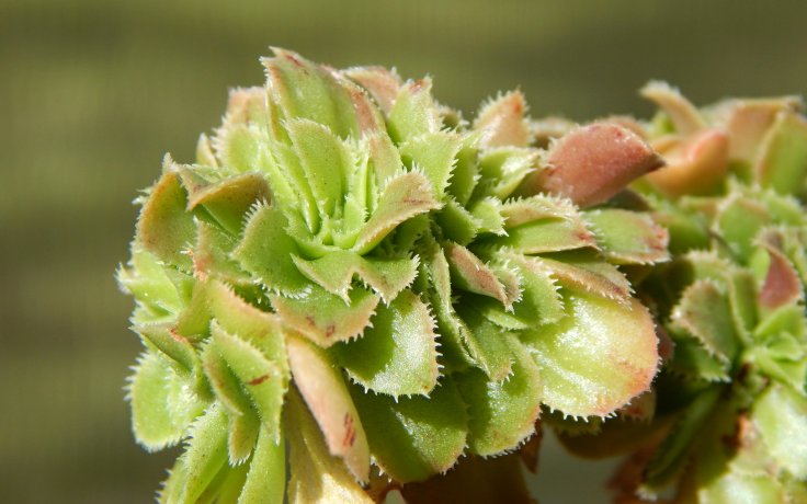 Aeonium arboreum cristata sukulenty