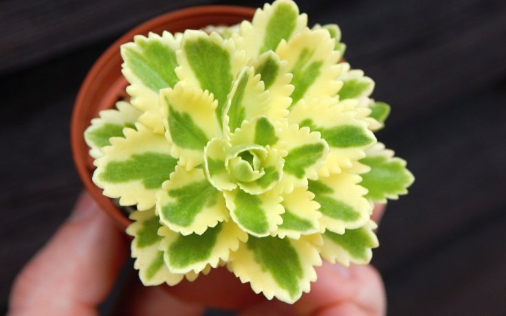 Sedum takesimense variegata - succulents