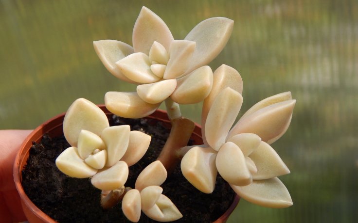 Graptosedum Ghosty - succulents