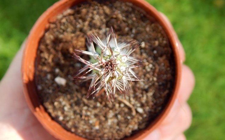 Euphorbia baioensis pryšec