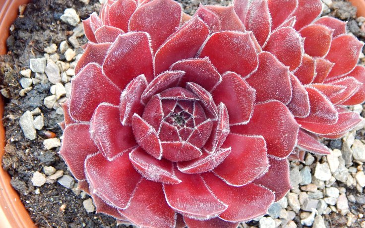 Sempervivum Ohio Burgundy