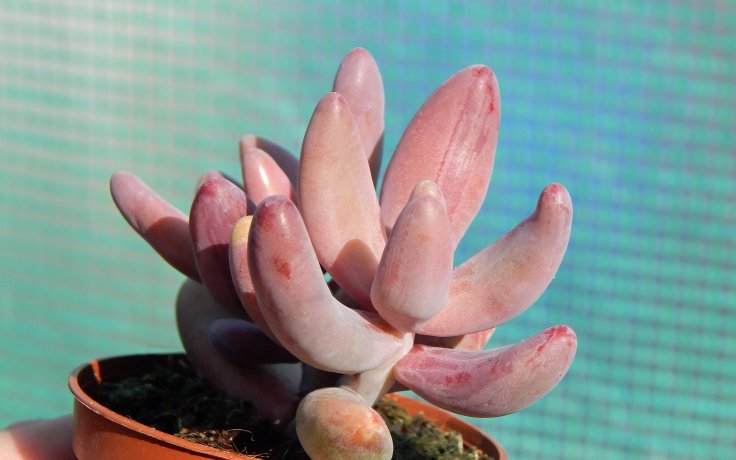 Pachysedum Ganzhou hybrid