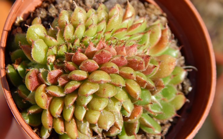 Graptoveria Iona cristata - vzácný sukulent