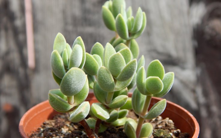 Crassula Velveta