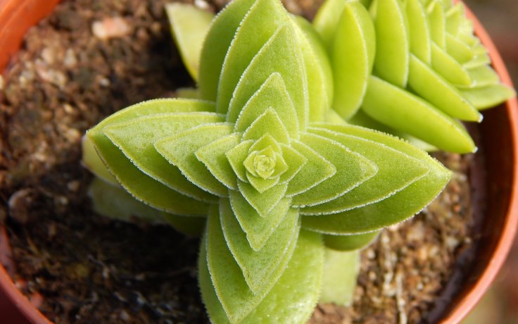 Crassula capitella Green Surprise