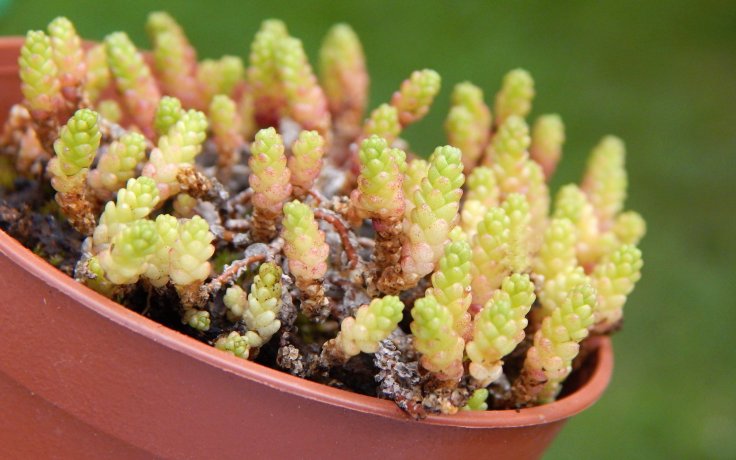Sedum acre Minor - drobnolistý rozchodník