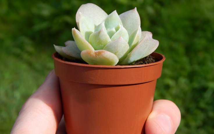 Echeveria Blue Mist sukulenty