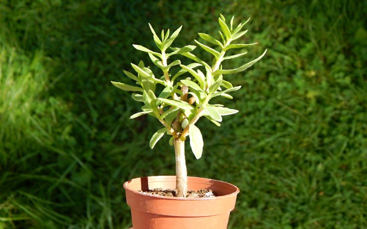 Crassula sarcocaulis Big Leaves