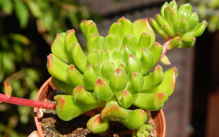 Sedeveria Red Lantern pokojovka