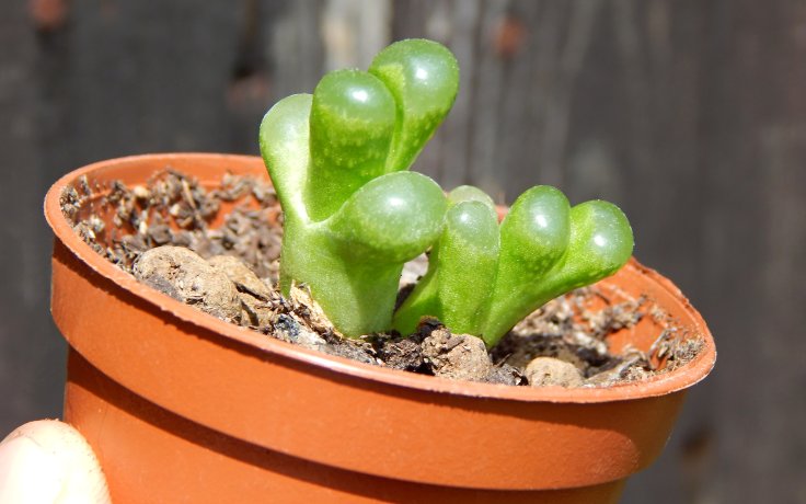 Conophytum limpidum na prodej