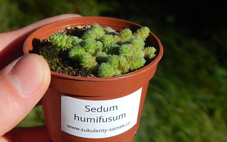 Sedum humifusum - succulents