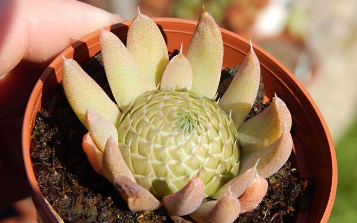 Orostachys spinosus Silver