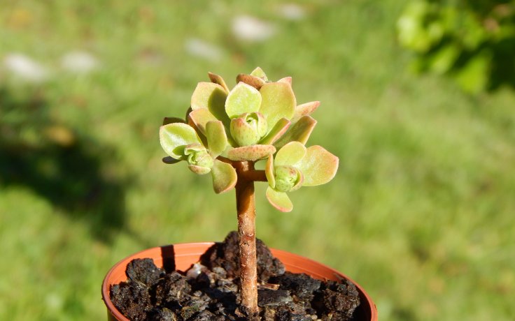 Aeonium spathulatum