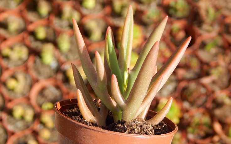Kalanchoe Green Spider - sukulent