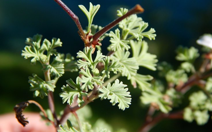 Pelargonium abrotanifolium - sukulentní muškat