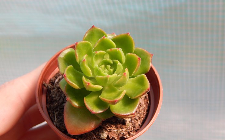 Sedeveria Rolly rostlina do pokoje kanceláře